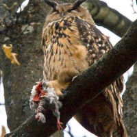 European Eagle Owl
